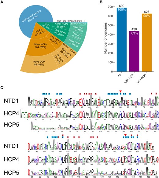 OCP-related gene distribution in cyanobacterial genomes and sequence comparison with the OCP. A) Distribution of HCP4, HCP5, other HCPs, and OCP in 690 cyanobacterial genomes. The number of genomes in each group is shown with the percent of its parent group. B) Summary of numbers of genomes analyzed that contain any HCP (middle bar) or any OCP (right bar). C) Comparison of sequence conservation logo of the NTD of OCP1 from 295 cyanobacterial species, 88 HCP4 sequences, and 57 sequences of HCP5. Residues of OCPR that were shown to be within 4 Å of the PBS are labeled with P (blue). Residues that are within 4 Å of the carotenoid in OCPR (cpcR residues) are labeled with R (red). Residues that appear to be involved in PBS interaction and are different between OCP and the HCPs are marked with a red triangle.