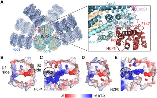 Model of the HCP5-PBS complex and electrostatic environments of the carotenoid in HCP4 and HCP5. A) Left: overview of an HCP5-PBS complex model with the potential 4 binding sites (highlighted with a dashed ellipse), 2 each for the bottom and top core cylinders. Right: close-up of the HCP5-PBS interaction site on the top cylinder with highlighted residues R60 and F147. Electrostatics of the carotenoid environment for homology models of HCP4 B), HCP4-PBS C), HCP5 D), and HCP5-PBS E). The position of a conserved phenylalanine in HCP4 and HCP5 (residues 152 and 145, respectively) is indicated with a yellow asterisk.