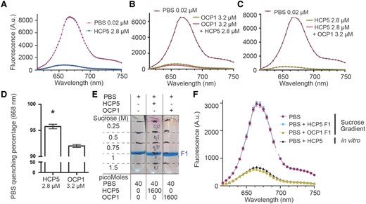 Comparison of quenching capacity between HCP5 and OCP1. SynPBS were isolated to perform in vitro quenching experiments with either OCP1 (photoactivated) and HCP5 (purified holoenzyme in both cases). A) Quenching capacity of HCP5 with SynPBS; values correspond to mean and error to standard error of the mean (SEM) of 3 technical replicates. B) Photoactivated OCP1 was used to quench PBS with a subsequent addition (+) of HCP5; values correspond to mean and error to SEM of 2 technical replicates. C) PBS quenching using HCP5 with subsequent addition of photoactivated OCP1; values correspond to mean and error to SEM of 2 technical replicates. A to C) correspond to a representative experiment out of 3 biological replicates. D) Maximum PBS quenching percentage comparison of HCP5 and OCP1. PBS maximum fluorescence at 668 nm was used to calculate quenching percentages. Values correspond to 3 biological replicates, error bars to SEM, and an asterisk to statistical difference according to Student's t test (2 sided, P < 0.005). E) PBS binding assay using either photoactivated OCP1 or HCP5. Symbols + and − correspond to addition or absence, respectively. F) Samples from E) were collected (F1) to measure their fluorescence by bringing all samples to the same PBS concentration. Additionally, in vitro quenching of PBS using HCP5 is shown to demonstrate the ability of HCP5 to quench PBS. Values (arbitrary units, A.u.) correspond to 2 technical replicates and error to SEM. A representative experiment is shown out of 3 biological replicates.