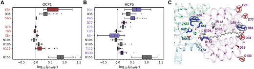 Impact of the protein environment on the 2Ag− TDM of CAN. A and B) Effect of residues on the 2Ag− TDM in OCP1 A) and HCP5 B). Center line, median; box limits, upper and lower quartiles; whiskers, 1.5× interquartile range; points, outliers. Sample size is N = 60. The dashed lines represent μ = μref, i.e. zero effect. The colored boxes are referred to residues that are different in the 2 proteins. The gray boxes refer to the common residues. The missing entries for OCP1 correspond to nonpolar residues, which are not shown. C) Visual representation of the residues in the protein pocket of CAN in HCP5. The residues are colored by residue type: red for negatively charged residues (Asp and Glu), blue for positively charged residues (Lys and Arg), and white for polar/nonpolar residues. Label color refers to the chain: purple for HCP5, turquoise for ApcA, and green for ApcB. The residues encircled in the surface are the ones that change from OCP1 to HCP5.
