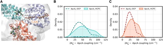 CAN-ApcA electronic couplings in HCP5 and OCP1. A) Visual representation of the HCP5-PBS model (CAN). B and C) Distribution of the CAN-PCB electronic coupling in ApcA1 B) and ApcA2 C) for both OCP1-PBS (dashed line) and HCP5-PBS (solid line).