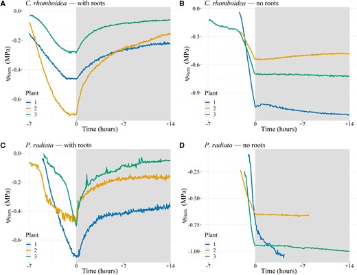 Stem water potential (ψₛₜₑₘ) rehydration response over time with and without roots in C. rhomboidea and P. radiata. ΨStem of bare-rooted plants of C. rhomboidea (A) and P. radiata (C) during a day night cycle. White shading represents daytime conditions while gray shading represents the period plants (n = 3 for each treatment) were covered to prevent transpiration. Removal of roots in C. rhomboidea (B) and P. radiata (D) prevented any recovery of ΨStem during the nontranspiring night period. Time 0 represents when the plant material was covered to prevent transpiration.