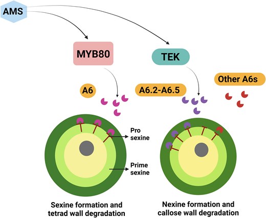 Callose wall degradation and pollen development through MYB80 and TEK in Arabidopsis. AMS regulates MYB80 for the formation of sexine, while TEK facilitates the development of nexine. MYB80 forms the T-shaped prosexine within primesexine and regulates the expression of A6 in the tapetum, which is subsequently secreted into the anther locule to promote callose degradation. Both MYB80 and TEK directly influence the expression of A6s (A6, A6.2-A6.5) and drive rapid callose degradation in the tapetum. Additionally, other A6s in the tapetum serve as a safeguard for the degradation of the callose wall. The figure is modified from Xu et al. (2025) and was created with BioRender.com.