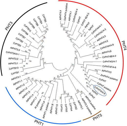 PHT4-9 from Chlamydomonas is a putative chloroplast Pi transporter conserved in the green lineage. Phylogenetic tree of the full-length CrPHT4-9/4I protein (name in circle) with known and putative PHTs from various land plants, green algae, diatoms and bacteria is shown. The evolutionary history was inferred using the Neighbor-Joining method with 500 bootstraps and the default settings of MEGA11 and the optimal tree is shown. The tree is divided into 4 groups: PHT1, PHT3, PHT4, and PHT5. The evolutionary distances are indicated by the branch lengths measured in the number of amino acid substitutions per site. At, Arabidopsis thaliana; Os, Oryza sativa; Zm, Zea mays (land plants); Cr, Chlamydomonas reinhardtii; Cz, Chlorella zofingiensis; Cv, Chlorella vulgaris; Vc, Volvox carteri (green algae); Cm, Cyanidioschyzon merolae (red alga); Pt, Phaeodactylum tricornutum; Ts, Thalassiosira pseudonana (diatoms); Ec, Escherichia coli.