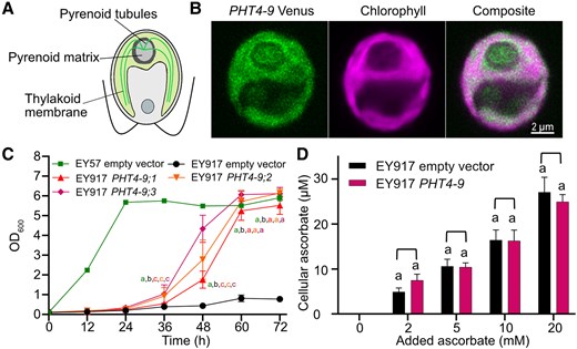 CrPHT4-9 is localized in the thylakoid membrane and improves growth of a yeast Pi transporter mutant. A) Schematic of the Chlamydomonas cell with the pyrenoid within the cup-shaped chloroplast. B) Representative confocal microscopic images of a Chlamydomonas WT cell expressing CrPHT4-9-Venus. The merged Venus and chlorophyll fluorescence image show localization to the chloroplast thylakoid membrane and the tubules traversing the pyrenoid. C) Growth of the Pi-transporter-deficient yeast strain EY917 expressing the empty vector or CrPHT4-9 (3 independent transformants are shown) in comparison with the WT strain EY57 with empty vector. D) Uptake of ascorbate into yeast strain EY917 expressing CrPHT4-9 in comparison to the control strain. The cultures were incubated with 0, 2, 5, 10, 20 mm ascorbate for 15 min. Data in C) and D) are means ± SEM of 4 biological replicates. Different letters indicate statistically significant differences among the strains (P < 0.05 using Tukey one-way ANOVA).