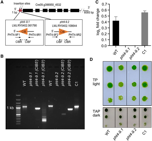 The pht4-9 mutants exhibit defective photoautotrophic growth under CO2-limiting conditions rescued by genetic complementation. A) Physical map of CrPHT4-9 (obtained from Phytozome ver. 13) indicating the position of the CIB cassette insertion in 2 independent pht4-9.1 and pht4-9.2 mutants as well as the primers used for PCR amplification. B) PCR amplification of the CrPHT4-9 locus in the genomic DNA from the WT, the pht4-9.1 and pht4-9.2 mutants (with no amplified product but a CIB cassette insertion), and the pht4-9.1 mutant complemented with CrPHT4-9 (C1 strain). C) CrPHT4-9 expression as determined by RT-qPCR in the 4 strains. Data are means ± SEM of 3 biological replicates. D) Spot growth test of WT, the pht4-9.1, pht4-9.2 and complemented C1 strains. Chlamydomonas cells at a density of 5 × 105 cells mL−1 were grown in a serial dilution (1, 1:10, and 1:100) with air levels of CO2 on agar plates with standard TP in the light at 100 μmol photons m−2 s−1 or with TAP in the dark. While the pht4-9 mutants grew similarly to WT on the control plate with TAP in the dark, they displayed reduced growth in TP in the light. The complemented C1 strain resembled WT in both conditions. The shown spot test is representative of 5 different experiments.