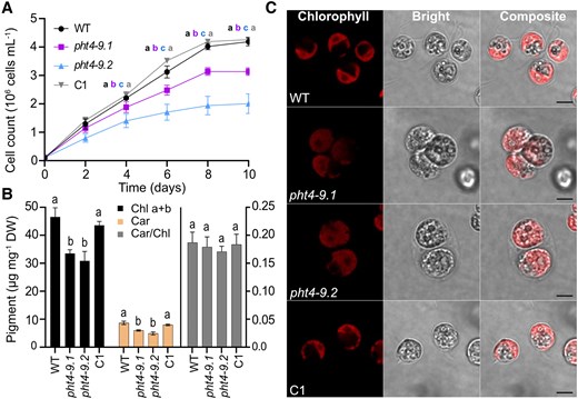CrPHT4-9 is required for normal growth, photosynthetic pigment content and chloroplast ultrastructure under CO2-limiting conditions. Chlamydomonas cultures were grown in standard TP medium in the light at 100 μmol photons m−2 s−1 and air levels of CO2. A) Growth in terms of cell number was monitored every 2 days. The pht4-9 mutants grew slower and reached a lower cell number than WT and the complemented C1 strain. B) Total chlorophyll (Chl a + b) and carotenoid (Car) contents expressed per dry weight (DW), as well as Car/Chl ratio from 4-day-old cultures. The data in A) and B) are means ± SEM of 3 biological replicates. Different letters indicate statistically significant differences among the genotypes with P < 0.05 using Tukey one-way ANOVA. C) Ultrastructure of chloroplasts from 4-day-old cultures was visualized by confocal microscopy and chlorophyll fluorescence (scale bar 5 μm). The pht4-9 mutans displayed enlarged cells with altered chloroplast ultrastructure while the complemented C1 strain resembled WT.