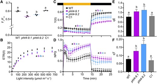 CrPHT4-9 is required for photosynthesis and photoprotection under CO2-limiting conditions. Chlamydomonas cultures were grown for 4 days in standard TP in the light at 100 μmol photons m−2 s−1 and air levels of CO2. A) Photosystem II photochemistry (as assessed by Fv/Fm) was statistically significantly lower in the pht4-9 mutants than in the WT and the complemented C1 strain. The plot shows the minimum, median and maximum values (as lines) together with the data for 3 biological replicates (as filled circles). B) Light response curves of photosystem II electron transport rate (ETR(II)) show reduced rates in the pht4-9 mutants than in WT and C1 throughout the applied illumination range. C) Photosystem II efficiency (Y(II) in dark-adapted samples exposed to 325 μmol photons m−2 s−1 illumination for 15 min followed by 10 min in the dark. D) Non-photochemical quenching (NPQ) obtained under identical conditions as in C). While Y(II) was reduced, NPQ was enhanced in the pht4-9 mutants as compared to WT and C1 throughout the treatment. E) The energy-dependent fast NPQ component (qE) as determined after 2 min of illumination at 325 μmol photons m−2 s−1 (Supplementary Fig. S4A). F) The state transition-dependent NPQ component (qT) determined upon transition from red- to far-red light (Supplementary Fig. S5). Both qE and qT components were statistically significantly elevated in the pht4-9 mutants as compared to WT and the C1 strain. The data presented in B) to F) are means ± SEM of 3 biological replicates. Different letters in A) to F) indicate statistically significant differences among the genotypes with P < 0.05 using Tukey one-way ANOVA.
