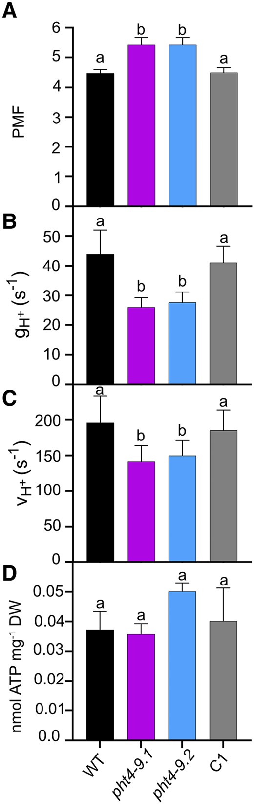 CrPHT4-9 modulates proton motive force and ATP synthase activity under CO2-limiting conditions. Chlamydomonas cultures were grown for 4 days in standard TP in the light at 100 μmol photons m−2 s−1 and air levels of CO2, dark-adapted for 15 min, illuminated for 10 min at 660 μmol photons m−2 s−1, followed by electrochromic shift decay measurements. The parameters were obtained at the end of the 10 min illumination and calculated as described in the Materials and methods section. Complete kinetics are shown in Supplementary Fig. S6. A) Proton motive force (PMF). B) H+ conductivity of the ATP synthase (gH+). C) H+ flux through the ATP synthase (vH+). While the PMF was statistically significantly elevated, the gH+ and νH+ were reduced in the pht4-9 mutants as compared to WT and the complemented C1 strain. D) Total ATP content was determined as described in Materials and methods and is expressed per dry weight. There were no statistically significant differences among the genotypes. The data are means ± SEM of 3 biological replicates. Different letters on top of bars indicate statistically significant differences among the genotypes with P < 0.05 using Tukey one-way ANOVA.