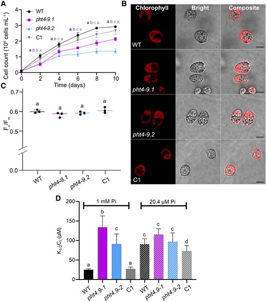 The growth phenotype of the pht4-9 mutants is alleviated under Pi- and CO2-limiting conditions. Chlamydomonas cultures were grown in TP with 2% Pi (corresponding to 20.4 µM final concentration of Pi) in the light at 100 μmol photons m−2 s−1 and air levels of CO2. A) Growth in terms of cell number was monitored every 2 days. The pht4-9 mutants grew slightly slower and reached a slightly but statistically significantly lower cell number than WT and the complemented C1 line. B) Ultrastructure of chloroplasts from 4-day-old cultures was visualized by confocal microscopy and chlorophyll fluorescence (scale bar 5 μm). The pht4-9 mutants and complemented C1 line displayed normal WT-like cell size and chloroplast structure. C) Photosystem II photochemistry (as assessed by Fv/Fm) was statistically not significantly different among the strains. The plot shows the minimum, median and maximum values (as lines) together with the data for 3 biological replicates (as filled circles). D) Half-saturation constant for inorganic carbon K1/2(Ci) for oxygen-evolving activity at pH 7.4 was calculated from the O2 evolution versus Ci curves presented in Supplementary Fig. S10, A and B. K1/2(Ci) was statistically significantly higher for the pht4-9 mutants as compared to WT and the C1 strain under Pi-replete conditions. K1/2(Ci) did not differ among the strains under Pi-limiting conditions and the mutants under Pi-replete conditions. The data in A) and D) are means ± SEM of 3 biological replicates. Different letters indicate statistically significant differences among the genotypes with P < 0.05 using Tukey one-way ANOVA.
