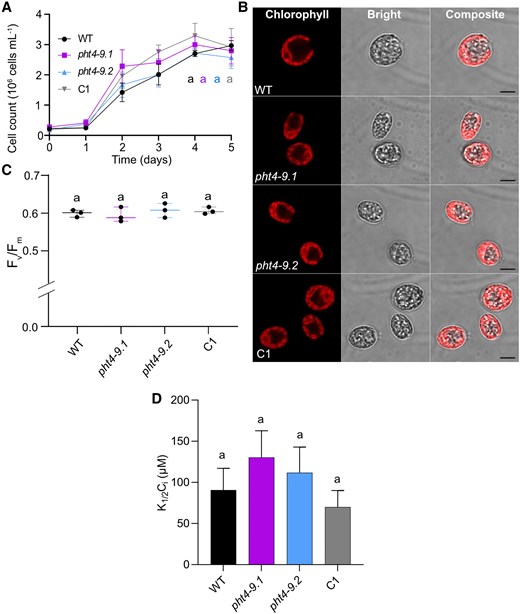 High CO2 conditions rescue the phenotype of pht4-9 mutants. Chlamydomonas cultures were grown in standard TP in the light at 100 μmol photons m−2 s−1 and air enriched with 2% CO2. A) Growth in terms of cell number was monitored every 2 days. The pht4-9 mutants grew similarly to the WT and the complemented C1 strain. B) Ultrastructure of chloroplasts from 4-day-old cultures was visualized by confocal microscopy and chlorophyll fluorescence (scale bar 5 μm). The pht4-9 mutans and complemented C1 strain displayed normal WT-like cell size and chloroplast structure. C) Photosystem II photochemistry (as assessed by Fv/Fm) was statistically not significantly different among the genotypes. The plot shows the minimum, median and maximum values (as lines) together with the data for 3 biological replicates (as filled circles). D) Half-saturation constant for inorganic carbon K1/2(Ci) for oxygen-evolving activity at pH 7.4 was calculated from the O2 evolution versus Ci curves presented in Supplementary Fig. S10C. K1/2(Ci) was not statistically significantly different among the genotypes. The data in A) and D) are means ± SEM of 3 biological replicates. Identical letters in A), C) and D) indicate statistically non-significant differences among the genotypes with P > 0.05 using Tukey one-way ANOVA.