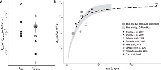 Comparison between root hydraulic properties of wheat (T. aestivum L.) obtained from the literature and this study. A) Area-normalized conductance of individual roots (kroot) or whole root systems (Krs_area); and B) whole root system conductance (Krs) development with age. Black symbols represent literature values measured using a hydrostatic driving force under nonstress conditions (data extracted from a root hydraulic properties database, Baca Cabrera et al. 2024, n = 8 studies). The gray filled circles in (A) and (B) represent the mean and range of variation of pressure chamber measurements in this study (n = 6 cultivars). The gray shadowed area in (B) represents the mean ± SE of Krs simulations using CPlantBox, as presented in Fig. 3 (n = 6 simulation runs). The dashed black line in (B) represents a fitted exponential model for the literature data (Baca Cabrera et al. 2024).