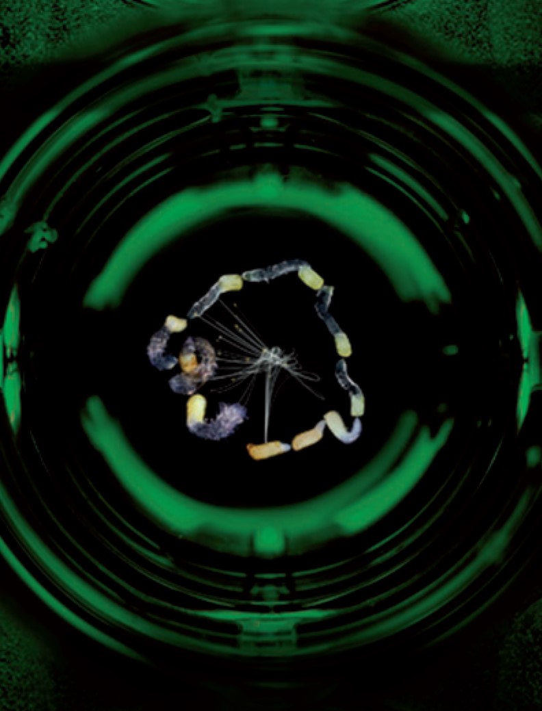 issue cover