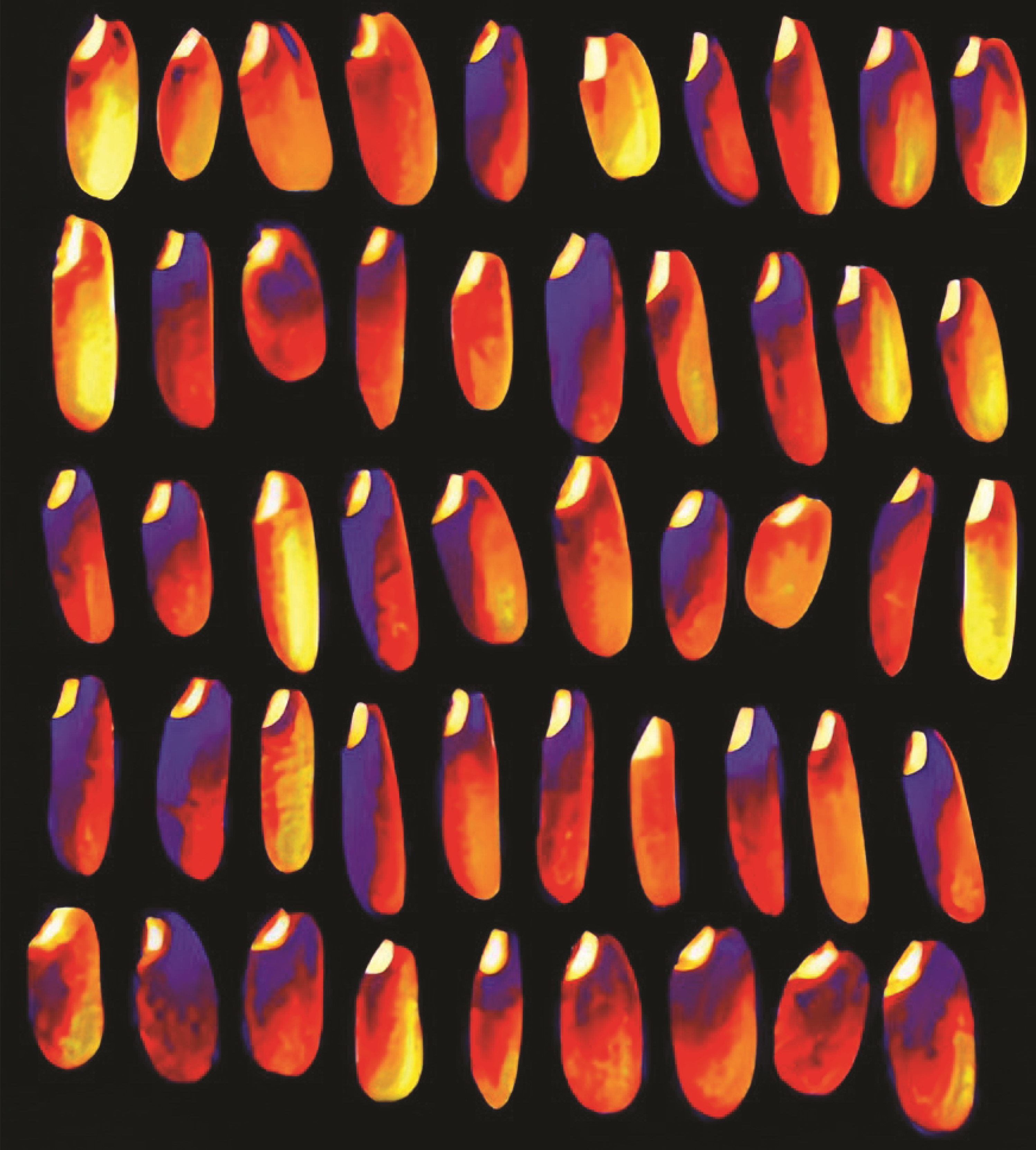 issue cover