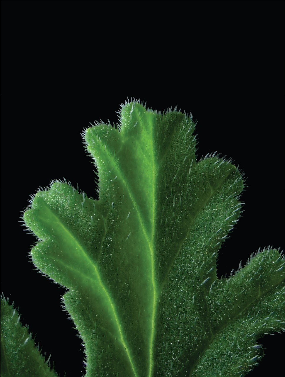 issue cover