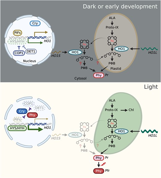 Proposed model of HO1 TSS regulation and the functions of HO1L and HO1S products. In the dark or when seedlings are in the early development stage (upper panel), photomorphogenic transcription factors such as HY5 and HYH are targeted for degradation by the COP1 complex with the help of the DET1 complex. Together with the PIF transcription factors, this results in the downregulation of the HO1L/HO1S ratio. However, under light (lower panel), Phys are activated and convert from the Pr form to the Pfr form and migrate from the cytosol to the nucleus. Here, they, and the activated Crys, inhibit PIFs, COP1, and DET1, allowing HY5 and HYH to control the transcription of HO1; therefore, the HO1L/HO1S ratio increases. The HO1L or HO1S product, with or without an intact TP, localizes to plastids or the cytosol, respectively. Notably, not only HO1L but also the HO1S product functions in heme catabolism. Organelles on the left side of the upper and lower panels are the nucleus. Both brown and green organelles on the right side of the upper and lower panels are plastids. Cyclic and linear tetrapyrroles indicate heme and BV, respectively. The light and dark red boxes indicate inactivated Pr and activated Pfr forms of Phys, respectively. The light and dark blue boxes indicate inactivated and activated Crys, respectively. Flat and pointed arrows indicate inhibition and promotion, respectively. Green and brown arrows indicate the transcription of HO1L and HO1S, respectively. Thick and thin arrows indicate the relatively high and low ratios, respectively.