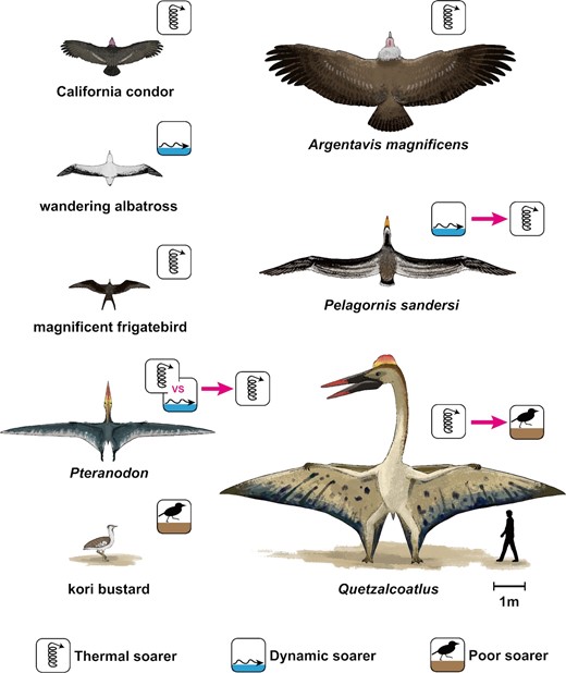 How did extinct giant birds and pterosaurs fly? A comprehensive ...
