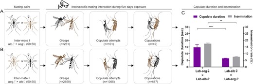 Video observations of interspecific mating interactions between Ae. albopictus and Ae. aegypti. (A) Interspecific mating interaction of Intermate I (alb♂ × aeg♀); (B) Interspecific mating interaction of Intermate II (aeg♂ × alb♀). A total of 50 males and 50 heterospecific females were transferred into a custom video cage. The videos were recorded at intervals from ZT0-3 (3 h after light on) and ZT11-14(3 h before light off) for five consecutive days. Grasp: male grasps female; Copulate attempt: male rolls its abdomen to try copulate; Copulation: male copulates with female successfully; (C) Copulate duration and insemination rate of intermate I and intermate II. Copulate duration: the average time from copulation to separation (s); Insemination rate = (number of females with sperm/number of dissected females) × 100%. The black mosquito icons represent Ae. albopictus and brown mosquito icon represents Ae. aegypti. Purple columns represent copulate duration; Gray columns represent insemination rate. Bars represent standard error of mean. Statistics were performed using Student t test. **P < 0.01 and ****P < 0.0001. The video observations were repeated twice.