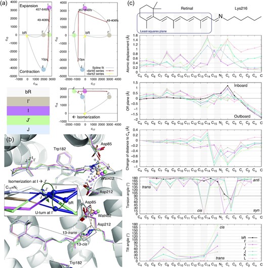 Intermediate species in early photocycle identified in SVD space. (a) Multi-dimensional spaces of SVD. The SVD analysis of difference Fourier maps at short delays ≤10 ps results in time-dependent coefficients ck(t), where k = 1, 2, . . ., each corresponding to a time-independent components Uk. Each raw difference map at a time delay t can be closely represented by a linear combination of these components, c1(t)U1 + c2(t)U2 + . . ., that is called a reconstituted difference map. Each of these components Uk and the reconstituted difference maps can be rendered in the same way as an observed difference map. The coefficient set ck(t) is, therefore, a trace of the photocycle trajectory, when these time-dependent functions are plotted in a multi-dimensional space or plotted together against the common variable of time t. Coefficients corresponding to components U10, U14, and U17 are plotted in three orthographical views. Three time points from Nogly et al. in small red dots contain U14 equally. These time points vary in U10 and U17. Datasets from Kovacs et al. in small yellow dots do not carry any of these signals, therefore cluster near the origin. The component map of U10 is displayed in Fig. 3c. U14 is displayed in Figs 2a and Supplementary S5. U17 is displayed in Fig. 2b. Several apices of the spline fitting are chosen as the potential pure states of I′, I, J′, and J marked by large dots. This choice is only an approximate due to the insufficient number of time points observed. (b) The refined retinal conformations compared with the resting state in white. I′, I, J′, and J are in beige, purple, green, and bluish gray, respectively. The creased S-shape of the retinal is established in I′ (Fig. 2) and easing gradually (Fig. 1b and c). 13-trans in I′ and I, 13-cis in J′ and J are two discrete conformations without any other conformations in the middle (c, fourth panel). The inset is a zoom-in view of the SB double bond C15=Nζ. The SB Nζ atom performs two rapid U-turns at ∼30 and ∼500 fs. (c) Conformational parameters calculated from the refined chromophore. The chemical structure of the chromophore on top is aligned to the horizontal axis. Double bonds are shaded in gray. Intermediates K and L are taken from the companion paper (19). (1) Atomic displacements of each intermediate from the resting state show greater changes in the proximal segment around the SB (top panel). See Supplementary Fig. S1 for definitions of proximal, distal, inboard, outboard, and other orientations in bR molecule. (2) A plane is least-squares fitted to C4 through C14 of the resting state as boxed on the chemical structure. The distances of all atoms to this plane in the inboard and outboard directions show the curvature of the chromophore. The creased retinal in early intermediates and the inboard protruding corner at Cε in the resting state are clearly shown (second panel). (3) Distances to atom C4 are calculated for all refined chromophores. Changes in these distances with respect to the resting state show the shortened chromophore in I′ and I. Once isomerization to 13-cis occurs, the segment from C15 to Cδ around the SB becomes significantly closer to the β-ionone ring due to the Coulombic attraction force, while the distal segment of the retinal from C14 and beyond stretches (third panel). (4) The torsion angles of single and double bonds quantify anti/syn or trans/cis for the ground state and all intermediates (fourth panel). (5) Only a single bond can be twisted with its torsion angle near 90°. A twisted double bond would be energetically costly. Each double bond is least-squares fitted with a plane. The interplanar angle between a double bond and the corresponding one in the ground state measures the local tilting of the retinal (bottom panel).