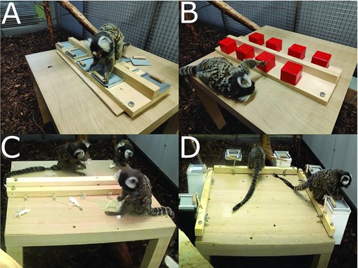 Problem-solving in groups of common marmosets (Callithrix jacchus): more than the sum of its parts