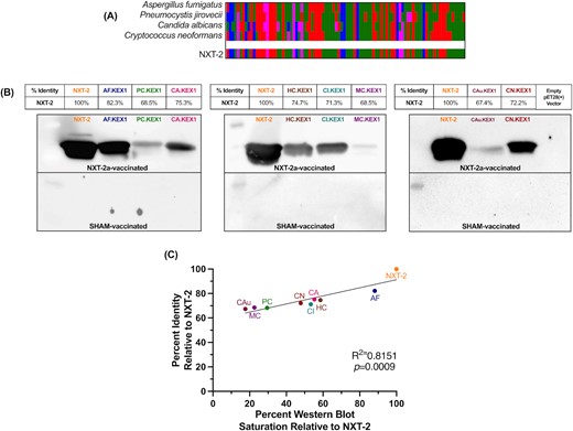 NXT-2 immunization generates antifungal cross-reactive antibodies. (A) The NXT-2 sequence was generated to a consensus sequence with homology to KEX1 regions of Pneumocystis (PC.KEX1),Aspergillus (AF.KEX1),Candida (CA.KEX1), and Cryptococcus (CN.KEX1), by amino acid type (Clustal Omega). (B) Percent identity of each KEX1 variant against NXT-2 and the western blots developed using plasma from NHPs immunized with NXT-2a + alum or PBS + alum. Antibodies to NXT-2a bind to NXT-2 (Blot 1, lane 2), AF.KEX1 (Blot 1, lane 3), PC.KEX1 (Blot 1, lane 4), and CA.KEX1 (Blot 1, lane 5). Antibodies to NXT-2a further bind to Histoplasma capsulatum KEX1 (HC.KEX2; Blot 2, lane 3), Coccidioides immitis KEX1 (CI.KEX1; Blot 1, lane 4), Mucor circinelloides KEX1 (MC.KEX1; Blot 1, lane 5), Candida auris KEX1 (CAu.KEX1; Blot 1, lane 3), and C. neoformans KEX1 (CN.KEX1; Blot 1, lane 4). (C) The correlation of % identity and the % western blot saturation quantified by ImageJ relative to NXT-2 (P = 0.0009).