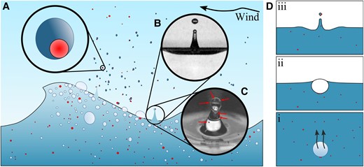 Sketch of the relevant processes ejecting microplastic out of the ocean adapted from Refs. (4, 16). A) Microplastic (red/darker color) in the ocean is transported into the atmosphere by sea spray drops. B) Bursting bubbles create small drops or aerosols such as jet drops. C) Microplastics present in the liquid can be carried up into the jet drops produced. The arrows point to 100μm microplastic pieces. Drops produced can be picked up by wind and carry microplastic material up into the atmosphere. The liquid eventually evaporates leaving behind microplastic pieces. D) The relevant physical processes for bubble-bursting ejection of microplastic start with the scavenging of particles as the bubble rises Di). After arriving at the surface Dii), the bubble eventually settles into its equilibrium shape which—upon bursting—focuses capillary waves at its base to form jet drops Diii) which carry microplastic material.