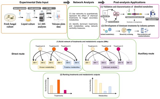 Framework of the direct and auxiliary routes using experimental inputs and implications for postanalysis applications. An overview of the network analysis approach reveals the effect of exogenous compounds on triggering the production of microbial specialized metabolites. In our experimental design, the data are obtained after exposing A. fumigatus to various abiotic or biotic factors for specific time points. The fungal exudates are separated from the fungal biomass, extracted through a filter membrane, homogenized with an organic solvent (ethyl acetate), and separated from the aqueous phase, dried, and resuspended in acetonitrile and water (50:50) (v/v). These samples were later processed through ultra-high pressure liquid chromatography-mass spectrometry (UHPLC-MS), which provides spectra data. Next, the spectra data are analyzed through XCMS and curated to retain only significant analytes with a P-value <0.05 and a log2 fold change >1.0 or <-1.0. The data are represented in volcano plots, which is standard practice to display differences of metabolite production between treated samples and the control. To develop our novel method, we used the log2 fold change data points for the network analysis that quantitatively represent the effect of exogenous treatments to trigger specialized metabolites. The treatments and metabolomic outputs are ranked by using network analysis measures through our two new methods: the direct route and the auxiliary route. The direct route is used to understand the influence of treatment on known or putative metabolites. MAVEN was used to identify and match the peak intensity, m/z, and retention time of known or putative metabolites previously described or predicted in A. fumigatus. Known metabolites were also confirmed through fragmentation patterns or in silico spiking with a commercial standard. Because spectra data can have baseline creeping, which causes peak noise and could influence the peak intensity, we further curated the spectra data to eliminate these artifacts to develop the auxiliary route. This route is used to identify strong signals of unknown analytes and screen with public databases such as KEGG or Lipid Maps to find known metabolites from other organisms that have not been described in A. fumigatus. After knowing the relationship between a treatment and metabolomic outputs, postanalysis applications can be applied to isolate and characterize the metabolite through genetic manipulations followed by bioactivity screening. These two postanalysis applications are provided as guidance on possible applications of the current framework for discovering new metabolites and are not performed in the current study.