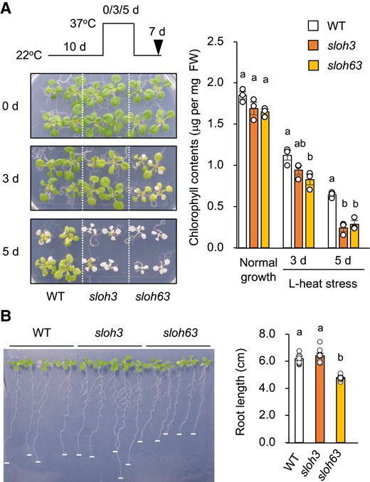Identification of the sloh3 and sloh63 mutants. A) L-heat tolerance of the mutants. Ten-day-old wild-type (WT) and mutant seedlings grown at 22°C were placed at 37°C for 0, 3, or 5 days, as indicated, and then returned to 22°C for another 7 days. Left: plant images at the time point indicated with an arrowhead. Right: chlorophyll contents. B) Root length. Seedlings were grown vertically at 22°C for 14 days. Data are mean ± SE, n = 3. The same letters above columns indicate no significant difference within a time point in one-way ANOVA with post hoc Tukey HSD test, P < 0.05.