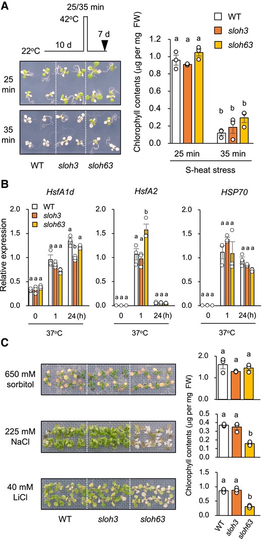 Characterization of the sloh3 and sloh63 mutants. A) S-heat tolerance. Ten-day-old wild-type (WT) and mutant seedlings grown at 22°C (normal conditions) were placed at 42°C for 25 or 35 min and returned to 22°C for 7 days. Left: plant images. Right: chlorophyll contents (mean ± SE, n = 3). B) Expression of HsfA1d, HsfA2, and HSP70 under normal and heat-stress conditions; expression relative to ACTIN2 was determined by qRT-PCR. Ten-day-old seedlings grown at 22°C (0 h) were placed at 37°C for 1 or 24 h. C) Osmotic, NaCl, and LiCl stress tolerance. Ten-day-old seedlings grown at 22°C were mesh-transferred onto MS agar plates containing 650 mM sorbitol for 21 days (osmotic tolerance), 225 mM NaCl for 11 days (NaCl tolerance), or 40 mM LiCl for 8 days (LiCl tolerance). Left: plant images. Right: chlorophyll content. Data are mean ± SE, n = 3. The same letters above columns indicate no significant difference within a time point in one-way ANOVA with post hoc Tukey HSD test, P < 0.05.