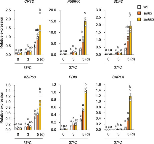 ER stress responses in sloh3 or sloh63 under L-heat stress. Expression levels of genes regulated by bZIP28 (CRT2, P58IPK, and SDF2), genes regulated by bZIP60 (PDI9 and SAR1A) and bZIP60 were measured in 10-day-old wild-type (WT) and mutant seedlings grown at 22°C (0 day) and then placed at 37°C for 3 or 5 days. Data are mean ± SE, n = 3. The same letters above columns indicate no significant difference within a time point in one-way ANOVA with Tukey test, P < 0.05.