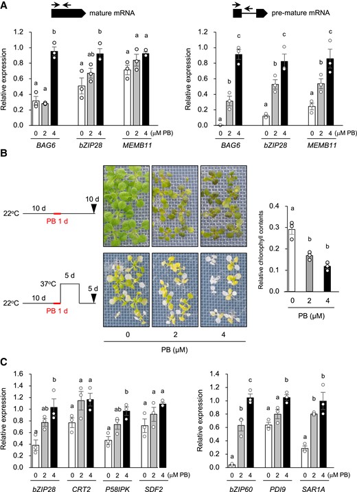 Effects of splicing inhibitor on alternative splicing, L-heat tolerance, and ER stress response in wild-type (WT) seedlings. A) Effects of pladienolide B (PB) treatment on alternative splicing. Expression of mature and premature mRNAs of BAG6, bZIP28, and MEMB11 was measured in 10-day-old seedlings grown at 22°C and then mesh-transferred onto water plates containing 2 or 4 μM PB for 1 day at 22°C. B) Effects of PB treatment on L-heat tolerance. Seedlings were grown and treated with PB as in (A), subjected to L-heat stress for 5 days, and then grown at 22°C for 5 days; control plants were grown for 10 days at 22°C after PB treatment. Left: plant images. Right: chlorophyll contents relative to those in control seedlings. Data are mean ± SE, n = 3. C) Effects of PB treatment on ER stress and the following unfolded protein response. Expression levels of genes regulated by bZIP28 (CRT2, P58IPK, and SDF2) or bZIP60 (PDI9 and SAR1A) in seedlings grown and treated with PB as in (A). All data are mean ± SE, n = 3. The same letters above columns indicate no significant difference within a time point in one-way ANOVA with Tukey test, P < 0.05.
