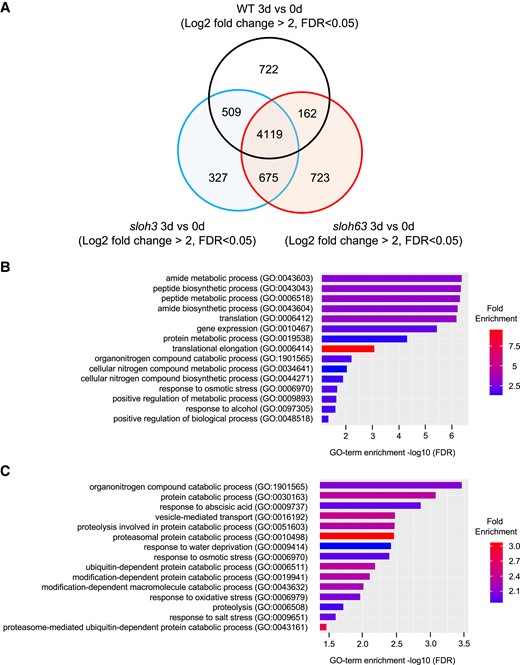 Effects of L-heat stress on gene expression in sloh3 and sloh6. A) Venn diagrams show the number of differentially expressed genes (DEG) between normal and L-heat stress (37°C for 3 days) conditions (Log2 fold change > 2, FDR < 0.05) in WT, sloh3 and sloh63. B, C) Applying GO enrichment analysis to 675 common DEGs in sloh3 and sloh63 (B) and 723 specific DEGs in sloh63 (C) at 3 days after heat stress for top 15 biological processes based on positive fold enrichment. The DEGs were classified according to the GO terms in GENEONTOLOGY software (https://geneontology.org/) into categories based on biological processes. The colour represents the fold enrichment of the DEGs.