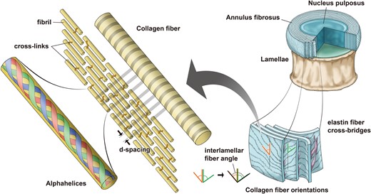 The hierarchical structure of the intervertebral disc (approximately 45–55 mm diameter in the human lumbar spine and 2.5–5 mm in the rat coccygeal spine) is composed of the outer fiber-reinforced annulus fibrosus and inner gelatinous nucleus pulposus core. The type 1 collagen fibers that reinforce the annulus fibrosus have a typical diameter of approximately 1-10μm and are made up of many collagen fibrils with diameters on the order of 100 nm. The fibrils contain collagen alpha-helices, which are each around 1.6 nm in diameter.