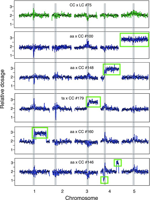 Aneuploidy in the progeny of the asy1 mutants. Dosage variation in six representative individuals from different crosses (CC x LC #75, aa x LC #100, aa x CC #148, ta x CC #179, aa x CC #160, and aa x CC #146). Each panel represents one individual and, for each individual, the five chromosomes are shown. For each individual, relative dosage, e.g., ∼ 2 for normal diploids, is depicted based on short-read sequence coverage variation after being normalized to the whole population. Dots represent consecutive nonoverlapping 100 kb bins. None of the progeny of wild-type control crosses (CC x LC and LC x CC) exhibited aneuploidy (top panel, shown in green). Crosses involving asy1 or asy1T142V mutants produce many aneuploid progeny (panel 2 to 6, colored in blue), including full trisomics (panel 2, aa x LC #100), partial trisomics (3rd panel, aa x CC #148), or more complex aneuploids (panels 5 and 6, aa x CC #160 and aa x CC #146). Many of the progeny of the crosses involving the hypomorphic asy1T142V mutant carried an extra copy of the bottom arm of chromosome 3 (Chr. 3B) (Table S2), suggesting that it originated from the parental line (panel 4, ta x CC #179). The regions that are present in additional or missing copies are indicated by the green rectangles. Centromeric and pericentromeric regions (gray vertical bands) consistently exhibited variation that mimicked dosage variation, but more likely originated from allelic variation between Col-0 and Ler-1 in these repeat-rich regions. These variations were consistently observed in all populations and were not recorded as aneuploidy.