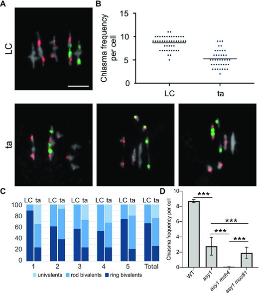 Determination of the chiasmata number in asy1 mutants using FISH. (A) Representative metaphase I nuclei of LC (up) and ta (down) meiocytes using FISH to identify the different chromosome types. Red signals (5S rDNA loci) are present in chromosomes 3, 4, and 5, whereas green signals (45S rDNA loci, NORs) appear in the acrocentric chromosomes 2 and 4. DAPI staining appears in gray. Examples of ta cells include univalents in different chromosomes: 1 and 3 (left); 4 (middle); 5 (right). Bars represent 5 µm. (B) Quantification of chiasmata in metaphase I cells. Each dot represents an individual cell and bars indicate the mean. (C) Percentage of pairs of univalents, rod bivalents (with chiasmata only in one chromosome arm), and ring bivalents (with at least one chiasma on both chromosome arms) in the WT LC hybrids (left) and the ta hybrids (right). (D) Quantification of chiasmata in metaphase I cells in WT, asy1, asy1 msh4, and asy1 mus81 mutant plants. *** P < 0.0001.