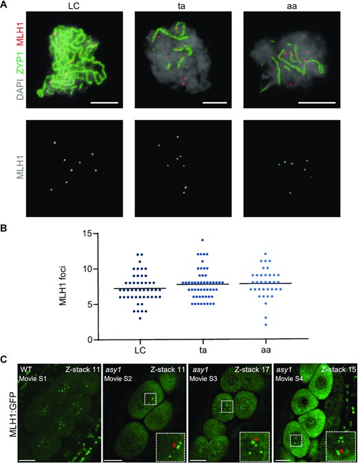 Analysis of MLH1 foci. (A) Representative images showing pachytene (LC) and pachytene-like (ta, aa) meiocytes after immunolabeling for detecting the class I CO marker MLH1 (red). The central element protein of the SC ZYP1 is detected in green and DAPI staining appears in gray. Bars represent 5 µm. (B) Comparison of the number of MLH1 foci. Each dot represents an individual cell and bars indicate the mean. (C) Presence of MLH1 foci in WT and asy1 mutant plants. One of the z-stacks was shown from Supplementary Movies 1 to 4. Red arrows indicate the closely located MLH1 foci. Bars represent 10 µm.
