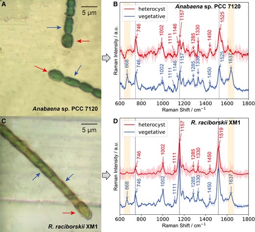 Morphology and single-cell Raman spectra of two diazotrophic cyanobacteria. (A, C) Microscopic images of Anabaena sp. PCC 7120 and Raphidiopsis raciborskii XM1. The arrows at the end of cyanobacterial filament show representative heterocysts, and the arrows next to the end show vegetative cells. (B, D) Single-cell Raman spectra of heterocysts and vegetative cells in Anabaena sp. PCC 7120 and R. raciborskii XM1 excited by a 785-nm laser. Mean spectra together with the respective standard deviations as coronas are shown.