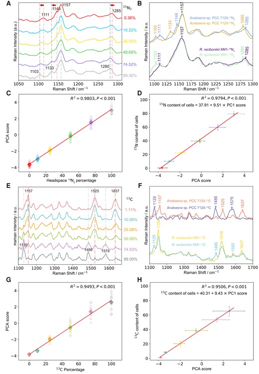 15N2 and 13CO2 fixation by cyanobacteria as measured by Raman and isotope ratio mass spectrometry. (A) Single-cell Raman spectra of Anabaena sp. PCC 7120 incubated with 15N2 at various headspace percentages. (B) A comparison of single-cell Raman spectra of Anabaena sp. PCC 7120 and R. raciborskii XM1 incubated in the air (14N2) and 15N2 of 99.36%, respectively. (C) The linear correlation between 15N2 percentages in the headspace and PCA scores derived from 15N-induced spectral variations of Anabaena sp. PCC 7120. Each point is from a single-cell, and ∼20 cells were measured. A significant difference was observed between 0.36 and 10.22% of 15N2 in the headspace (P < 0.001, t-test). (D) The linear correlation between PCA scores and bulk 15N contents of Anabaena sp. PCC 7120 measured via isotope ratio mass spectrometry. (E) Single-cell Raman spectra of Anabaena sp. PCC 7120 incubated in 13C-NaHCO3-amended media. (F) A comparison of single-cell Raman spectra of Anabaena sp. PCC 7120 and R. raciborskii XM1 incubated in 12C-NaHCO3 and 13C-NaHCO3 at 99.36%. (G) The linear correlation between 13C-NaHCO3 percentages in the incubation medium and PCA scores derived from 13C-induced spectral variations of Anabaena sp. PCC 7120. Each point is from a single-cell. A significant difference was observed between 1.11 and 10.90% of 13C in the medium (P < 0.001, t-test). (H) The linear correlation between PCA scores and bulk 13C contents of Anabaena sp. PCC 7120 was measured via isotope ratio mass spectroscopy.