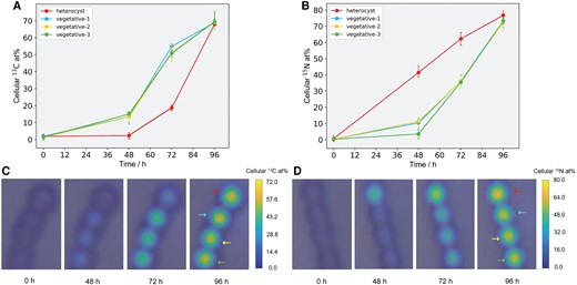 Temporal tracking and imaging of N and C fluxes in four living cyanobacterial cells. Temporal dynamics of PCA-derived 13C (A) and 15N (B) contents in four connected cyanobacterial cells including one heterocyst and three vegetative cells cultured in RMCS. 13C and 15N labeling were applied separately with each containing four cells (a total of eight cells). The corresponding color coding for 13C (C) and 15N (d) contents is based on Raman mapping images. The color bars indicate 13C (C) and 15N (D) isotope enrichment (at%) in the cells and their surroundings.