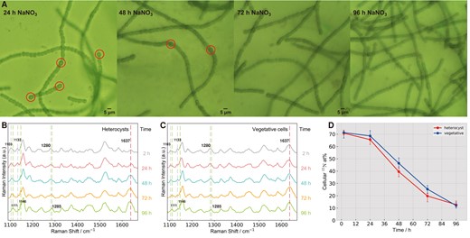 Temporal tracing of cell morphology and physiology shifts impacted by nitrate nutrient. (A) Temporal changes of cell morphologies. The circles outline single cells with heterocyst morphology. Spectral responses of heterocysts (B) and vegetative cells (C), and PCA-derived 15N contents (D) of Anabaena sp. PCC 7120 in RMCS after adding NaNO3 at different times.