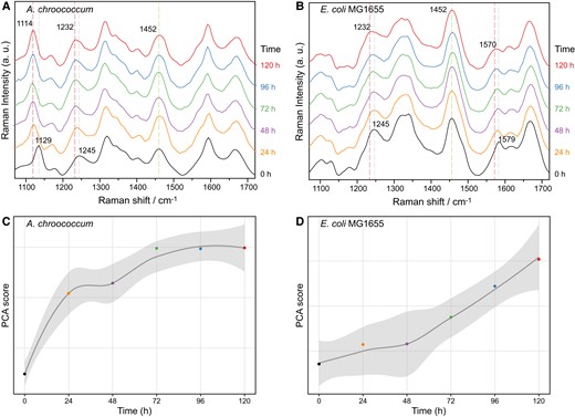 Temporal tracking of interspecies N transfer between A. chroococcum and E. coli. Single-cell Raman spectra of A. chroococcum (A) and E. coli (B) co-cultured in media using 15N2 as the sole nitrogen source with time. Temporal dynamics of PCA scores derived from 15N-induced spectral variation between 1,200 and 1,275 cm−1 in A. chroococcum (C) and E. coli (D). The curve and shadow indicate the mean value and standard deviations of PCA scores from around 50 single cells.