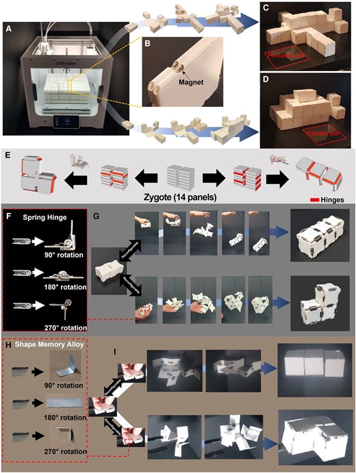 Self-transformable pluripotent evolving structure and a conceptual demonstration of overcoming the limited fabrication space using the pluripotent evolving structure. A) Our pluripotent evolving structure enables overcoming the limited workspace since it can be fabricated in a compacted zygote structure and evolve (i.e. deploy) into huge structures. For example, we printed a zygote structure with 92 panels 23 cm × 18 cm × 9 cm in size. B) Each panel (9 cm × 9 cm × 0.48 cm size) can embed cylindrical magnets in its holes in its rounded sides (see Fig. S10). Without an additional reconfiguration process (i.e. detaching and reattaching hinges), (C) the printed pluripotent evolving structure evolves into an airplane model (81 cm × 72 cm × 18 cm, VER = 31.3) is folded back into the zygote structure, and (D) then evolves again into a fish model (63 cm × 27 cm × 27 cm, VER = 15.6). Both 3D structures have more than 12 times or 5 times larger package volume sizes than the printable size of the commercial 3D print (23 cm × 19 cm × 20 cm). E) We also demonstrate self-deployable pluripotent evolving structure with a zygote structure having 14 panels with two piles that can evolve into L- or I-shaped 3D structures without self-collision. F) We prepared three types of mechanical hinges that rotate 90°, 180°, or 270° by welding a steel bar on commercial spring hinges. G) Attached the spring hinges according to the coded sequences, the zygote structure rapidly evolves into the L-shaped structure when we simply throw it into the air. It is also possible to fold back into the zygote state and reconfigure it by rearranging hinges. Then, it transforms it into an I-shaped structure in the same manner (see Fig. S12 and Movie S6). H) We also showed that stimuli-responsive materials can be introduced in our pluripotent evolving structure. The SMA sheets are preprogrammed to be folded at 90°, 180°, or 270°. I) By attaching them to the stacked papers according to the coded sequences, we could realize a stimuli-responsive self-evolving structure (see Fig. S13 and Movie S7).
