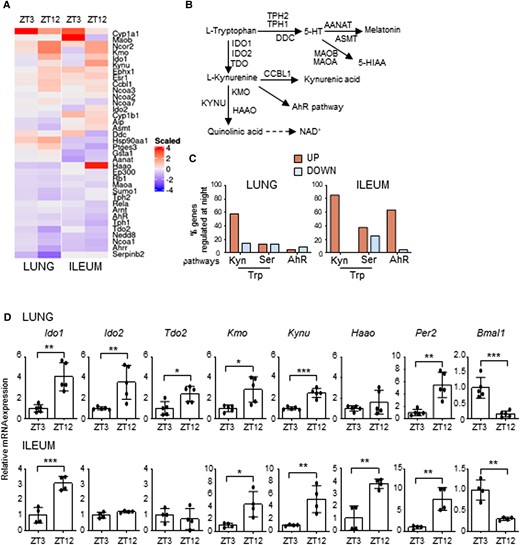 Time-of-day variation of the Trp metabolic pathway. (A) Heat diagram showing changes in gene expression detected by a custom QuantiGene plex gene expression assay in lungs and ilea of C57BL/6 wild-type mice collected at ZT3 and ZT12. Relative increase (red) or decrease (blue) of mRNA level is shown. Each time point includes three mice per group pooled before analysis. (B) Schematic representation of Trp metabolic pathways. (C) Diagram showing the % of genes whose basal levels are up- or down-regulated (>20%) at night versus day in the Trp-Kyn pathway, the Trp-Ser pathway or the downstream AhR pathway. (D) mRNA expression of Ido1, Ido2, Tdo2, Kmo, Kynu, Haao, Per2, and Bmal1 in lung (n = 5) and ileum (n = 4) of C57BL/6 mice collected at ZT3 and ZT12. Data represent means ± SD. Student's t-test, significant changes are shown. *P < 0.05, **P < 0.01, ***P < 0.001.