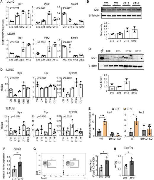 Circadian regulation of IDO1 expression and activity. (A-D) Lungs and ilea from C57BL/6 wild-type mice housed in constant darkness were collected at different circadian times (CT). A) Ido1, Per2 and Bmal1 expression profiles were analyzed by quantitative PCR. The values are relative to those of beta-actin mRNA levels at each CT. (B, C) Immunoblot and the relative densitometric analysis of IDO1 protein expression level was performed in lungs (B) and ilea (C). β-tubulin and β-actin were used as loading controls. Ctrl, IDO1 positive control. (D) Tissue homogenates were also assessed for kynurenine (Kyn) and tryptophan (Trp) levels, and Kyn/Trp ratio. All values are the mean ± SD (n = 3). One-way ANOVA, P-values are shown. E) Ido1 and Per2 gene expression were evaluated from ilea of villin-CRE conditional BMAL1 KO mice and isogenic wild-type taken at ZT3 and ZT12. The values are relative to those of 18S mRNA levels at each ZT. All values are the mean ± SD (n = 3). Two-way ANOVA, Bonferroni post-hoc test, significant changes are shown.*P < 0.05, ***P < 0.001. F-H) Quantification of Foxp3 mRNA levels (F), Foxp3+ T cells by flow cytometry (G) and Kyn/Trp ratio (H) in lungs collected at the indicated ZTs. In (F) the values are relative to those of beta-actin mRNA levels at each ZT. In (G) the flow plot shows the % of Foxp3+ gated on CD4+ CD44+. Bar graph shows the % of total CD4+ T cells that express Foxp3. All values are the mean ± SD (n = 3–4). Student's t-test, significant changes are shown. *P < 0.05.
