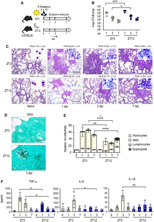 Diurnal regulation of the host response to A. fumigatus infection. C57BL/6 wild-type mice (n = 3–7 mice per group from two independent experiments) were infected intranasally with live A. fumigatus conidia at two ZT, and assessed at 1, 3, and 7 day post-infection (dpi), as described in the experimental plan (A). (B) Lung fungal growth studied by the count of colony forming units (log10 CFU). Black bars indicate the geometric mean (n = 3–7). P-values were generated by two-way ANOVA test, Bonferroni post-hoc test, significant changes are shown. *P < 0.05, ***P < 0.001. (C) Lung histology studied by periodic acid–Schiff staining (left, scale bars 200 μm), and percentage of polymorphonuclear neutrophils studied by May–Grünwald Giemsa staining of cells obtained from BAL (insets). (D) Lung fungal infiltration at 3 dpi studied by Grocott-Gomori methenamine staining (right, scale bars 100 μm). (E) BAL cellular morphometry, expressed as means of total and differential cell counts ± SEM are presented. P-values were generated by two-way ANOVA test, Bonferroni post-hoc test, significant changes are shown. **P < 0.01, ****P < 0.0001 for PMN, +P < 0.05 for total cells. (E) Mouse pro-inflammatory cytokines measured by multiplex immunoassay in lung homogenates. Results shown as mean ± SEM (n = 3). P-values were generated by two-way ANOVA test, Bonferroni post-hoc test. Significant changes are shown. *P < 0.05, **P < 0.01.