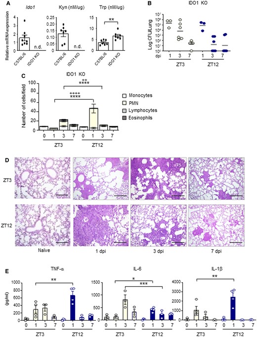 IDO1-dependent day–night changes of the host response to A. fumigatus infection. (A) Ido1 gene expression, Kyn, and Trp levels in lung homogenates from WT and IDO1 KO mice. All values are the mean + SEM (n = 7–8). Student's t-test, significant changes are shown. **P < 0.01, n.d., not detectable. (B-E) IDO1 KO mice (n = 3–6 mice per group) were infected intranasally with live A. fumigatus conidia at two ZT, together with C57BL/6 wild-type described in Fig. 3. (B) Lung CFU were assessed at 1, 3, and 7 dpi in IDO1 KO. Black bars indicate the geometric mean (n = 3–6). P-values were generated by two-way ANOVA test, Bonferroni post-hoc test. No statistically significant changes were found. (C) BAL cellular morphometry, expressed as means of total and differential cell counts ± SEM are presented. P-values were generated by two-way ANOVA test, Bonferroni post-hoc test, significant changes are shown. ****P < 0.0001 for PMN, ++++ P < 0.0001 and ++ P < 0.01 for total cells. (D) Lung histology studied by periodic acid–Schiff staining. Scale bars 200 μm. In (E), mouse pro-inflammatory cytokines measured by multiplex immunoassay in lung homogenates of IDO1 KO mice. (n = 3–4). All the values are the mean ± SEM, *P < 0.05, **P < 0.01, ***P < 0.001. Two-way ANOVA, Bonferroni post-hoc test.