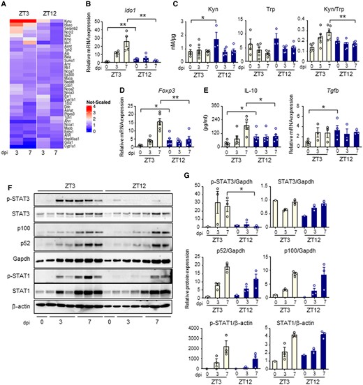 Day–night induction of the IDO1-kyn pathway during A. fumigatus infection. (A) Heat diagram showing changes in gene expression detected by a custom QuantiGene plex gene expression assay in lungs of C57BL/6 WT mice infected at ZT3 and ZT12 as in the experimental plan of Fig. 3A. Relative increase (red) or decrease (blue) of mRNA level is shown. (B-E) Evaluation of Ido1 (B), Kyn, Trp and Kyn/Trp ratio (C), Foxp3 (D), IL-10 and Tgfb production (E) in lung homogenates from C57BL/6 mice collected at the indicated time points. All the values are the mean ± SEM (n = 3–8), *P < 0.05, **P < 0.01. Two-way ANOVA, Bonferroni post-hoc test and Student's t-test. (F-G) Evaluation of JAK-STAT pathway (p-STAT3, STAT3, p-STAT1, STAT1) and non-canonical NF-kB pathway (p100/p52) through immunoblotting in lung homogenates. Diagrams on the right show densitometric analysis. All the values are the mean ± SEM (n = 3), Student's t-test, *P < 0.05.
