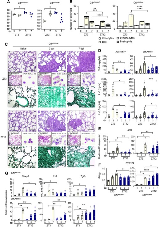 Circadian IDO1 modulates the response to A. fumigatus infection in CF mice. Homozygous F508del-Cftr C57BL/6 mice (referred to as CftrF508del mice) and isogenic WT (CftrWT) were infected at ZT3 and ZT12 and assessed at 3 and 7 dpi. (A) Fungal growth in the lung (log10 CFU). Black bars indicate the geometric mean (n = 3–5). P-values were generated by two-way ANOVA test, Bonferroni post-hoc test, significant changes are shown. *P < 0.05. (B) BAL cellular morphometry expressed as means of total and differential cell counts ± SEM are presented. P-values were generated by two-way ANOVA test, Bonferroni post-hoc test, significant changes are shown. ***P < 0.001, ****P < 0.0001 for PMN, ++P < 0.01, ++++P < 0.0001 for total cells. (C) Lung histology studied by periodic acid–Schiff staining in CftrWT (left boxed insets) and CftrF508del mice (scale bars 200 μm); lung fungal infiltration studied by Grocott-Gomori's methenamine silver stain (scale bars 100 μm) and percentage of polymorphonuclear neutrophils studied by May–Grünwald Giemsa staining of cells obtained from BAL (right insets) in CftrF508del mice. (D) Mouse pro-inflammatory cytokines measured by multiplex immunoassay in lung homogenates. Results shown as mean ± SEM (n = 3–6). P-values were generated by two-way ANOVA test, Bonferroni post-hoc test. Significant changes are shown. *P < 0.05, **P < 0.01, ***P < 0.001. (E-G) Ido1 mRNA expression (E) and activity (F), Foxp3, Il10 and Tgfb gene expression in lung homogenates (G). The values are the mean ± SEM (n = 3–6). Two-way ANOVA, Bonferroni post-hoc test and Student's t-test, significant changes are shown, *P < 0.05, **P < 0.01, ***P < 0.001.
