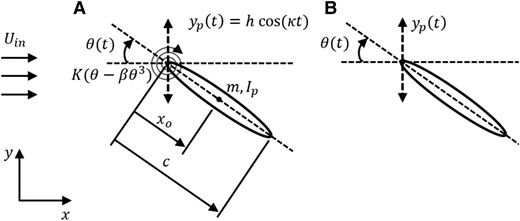 Schematic diagram depicting the flapping motion for A) AP–PP and B) AP–AP foils.
