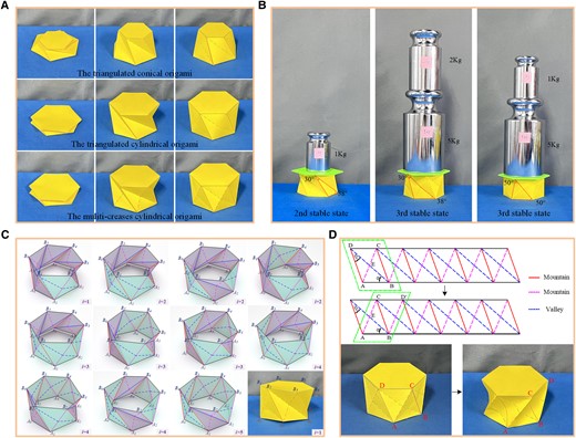 Multiple properties of the multi-triangles cylindrical origami. A) The three stable states of Kresling pattern origami, including the triangulated conical origami, triangulated cylindrical origami and multi-triangles cylindrical origami. B) The experimental validated photos of the high stiffness property of the third stable state. C) The special stable states that the top and bottom polygons exhibit large deformation (i denotes the number of unit cells with the form of the third stable state). D) Another stable state that the definition of the crease lines has changed and large deformation is exhibited in the unit cells.